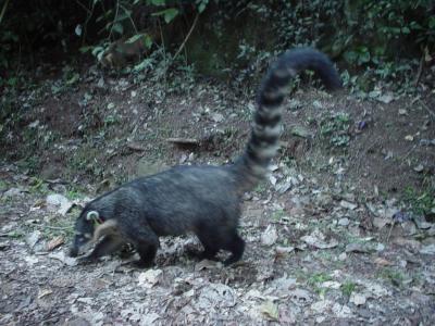 coatis run free throughout the park, and are aggressive beggars