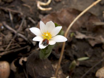 wildflower-w-ladybug.jpg