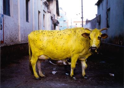 Yellow Cow