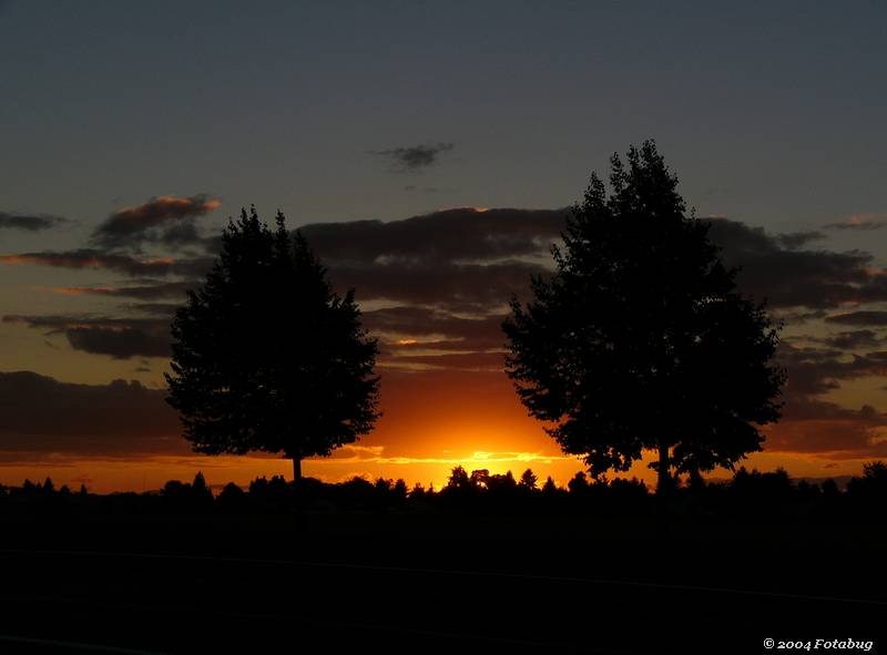Trees and sunset 2