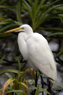 Florida Birds & Wildlife                      Corkscrew Sanctuary 2-05