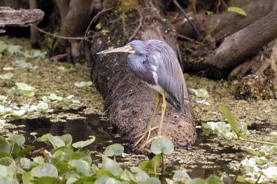 u42/fotoferg/medium/39682278.DSC_0070a.jpg