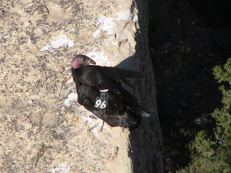Note number 96 on wing of condor
