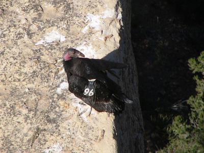 Note number 96 on wing of condor