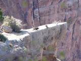 California Condors on ledge