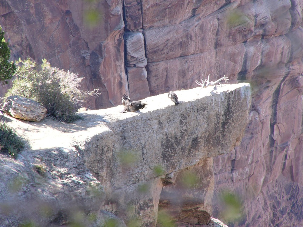 California Condors on ledge