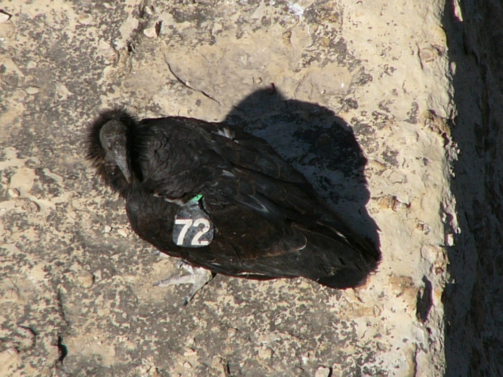 Note number 72 on wing of condor