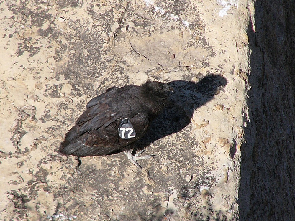 Another view of 72