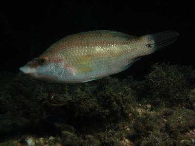 Lipvis 3.JPG