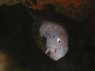 Murene 5.JPG
