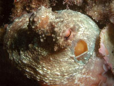 Octopus-oog 1.JPG