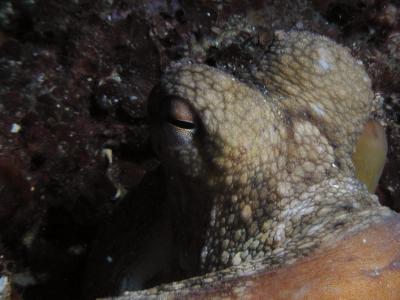 Octopus-oog 2.JPG
