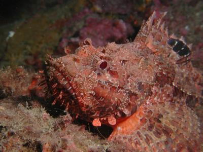 Schorpioenvis 1.JPG