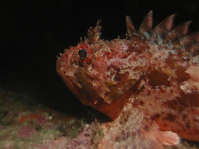 Schorpioenvis 6.JPG