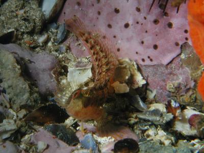 Slijmvisje (Blenny).JPG