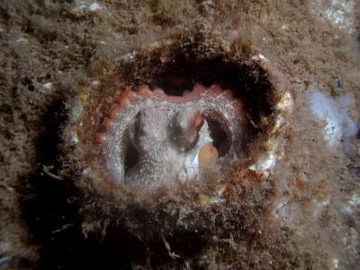 Wrakje octopus.JPG