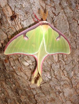 Judy's Lunar Moth