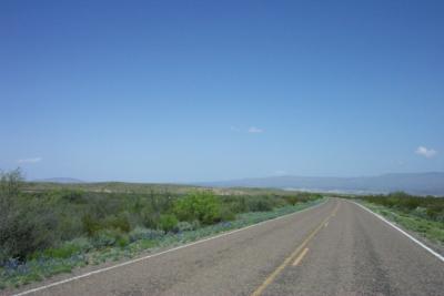 Bluebonnet in the desert