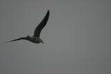 Gull over BoothBay