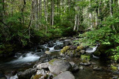 Small Creek in the Hamma Hamma River Rec Area.