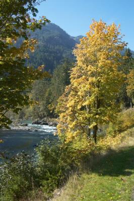 Fall Colors Along the Elwha River.