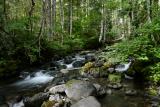 Small Creek in the Hamma Hamma River Rec Area.