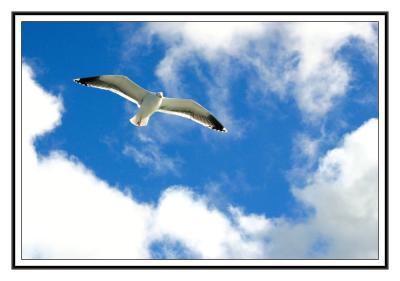 Gull Hovers above the Boat