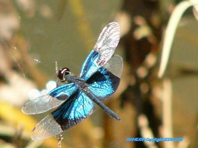 u42/fz10group/medium/39696023.DrgFlyBlue.jpg