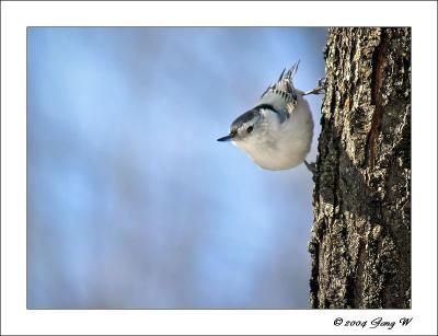 white-breasted_nuthatch