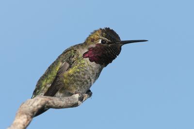 Annas Hummingbird