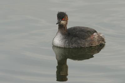 Eared Grebe, partial breeding plumage