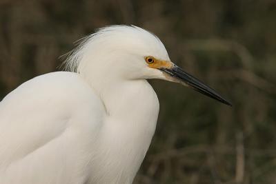 Snowy Egret, Close-Up