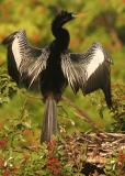 Anhinga (vertical crop)