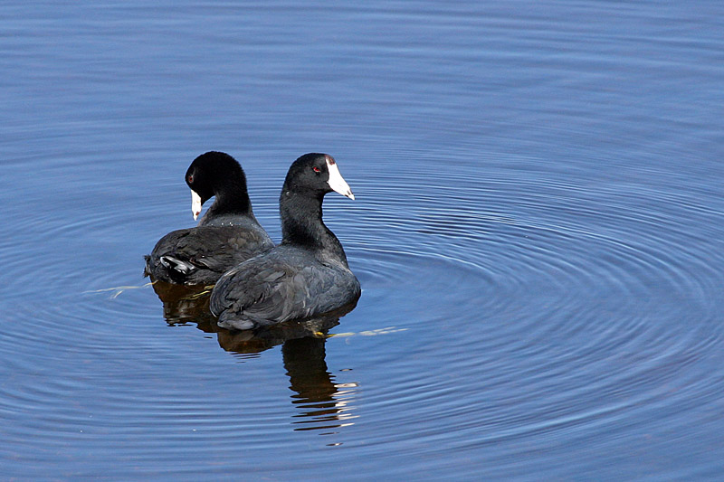 American Coots