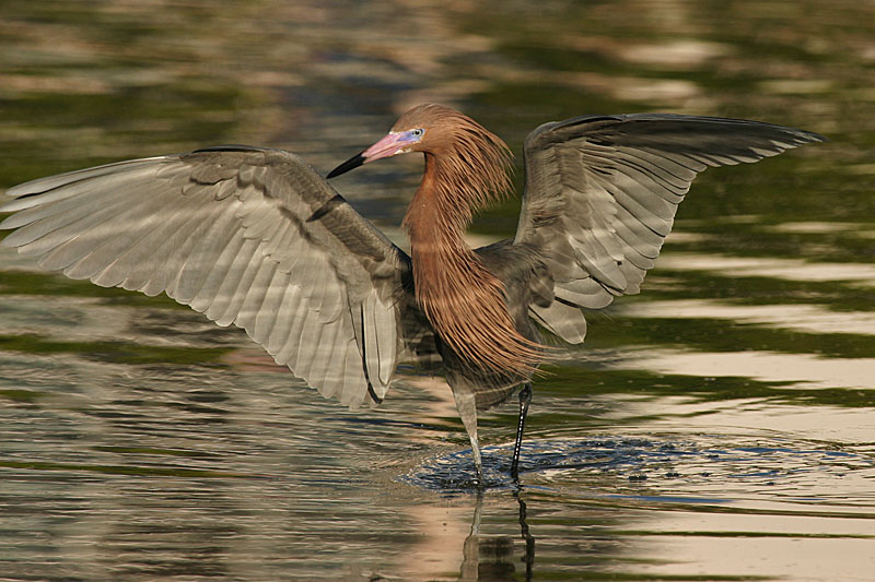 Reddish Egret