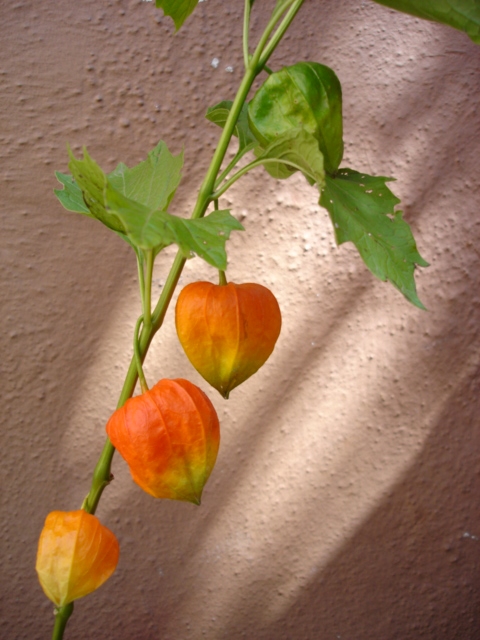 CHINESE LANTERN