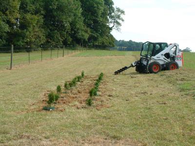 21 trees transplanted