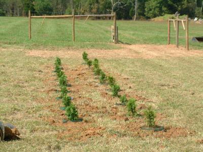 4' spacing