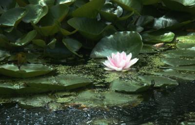 water-lily1604