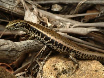 Eastern Water Skink, Eulamprus quoyii