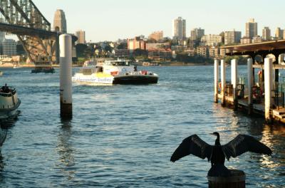 Darter at Circular Quay