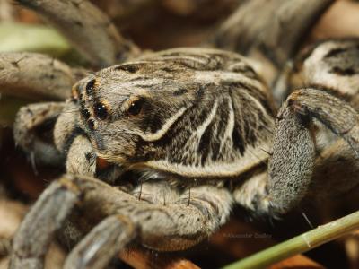 Shirley the Spider