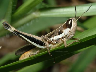 Grasshopper6.jpg