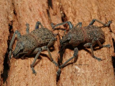 Weevils, Curculionidae