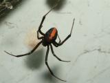Redback Spider, Lactrodectes mactans hasseltii