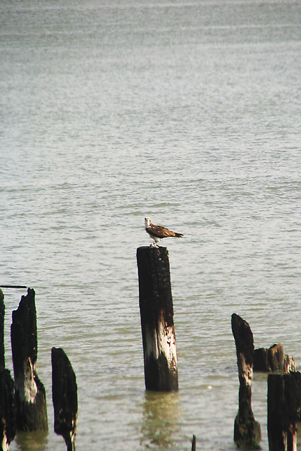 Osprey