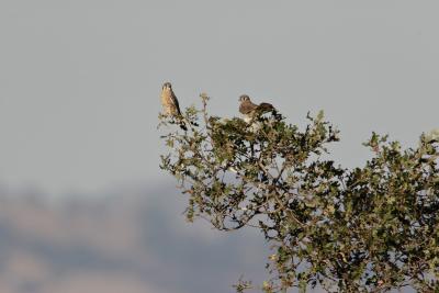 Two Kestrels Quicksilver Pk DPP_00511resz.jpg