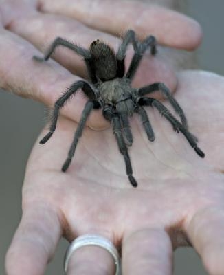 u42/georgef8/medium/34313724.TarantulaQuicksilverPk_T0L6219.jpg
