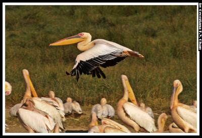 kenya birds