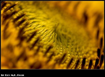 CRW_4576.jpg